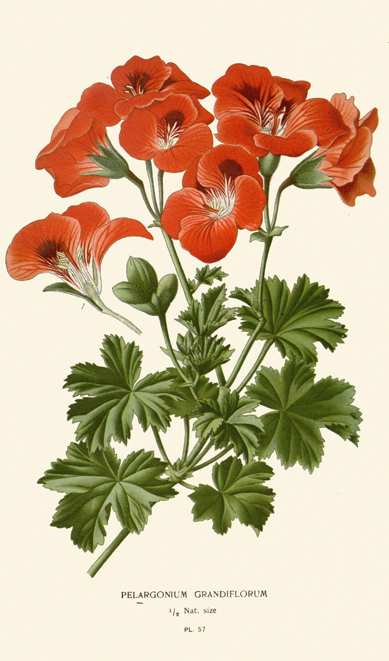 Edward Step - Pelargonium Grandiflorum