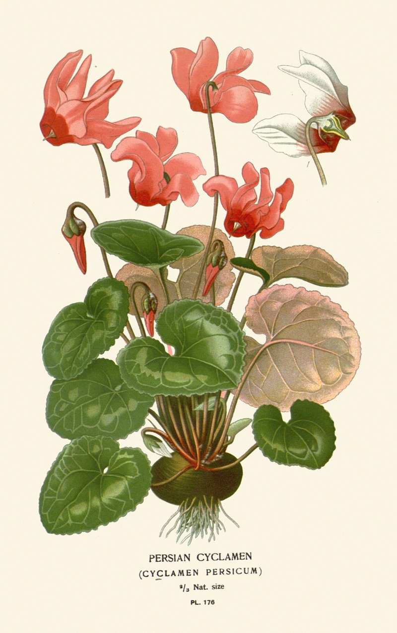 Edward Step - Persian Cyclamen