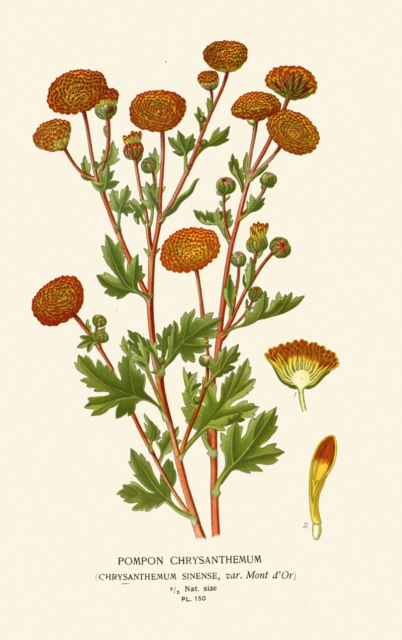 Edward Step - Pompon Chrysanthemum