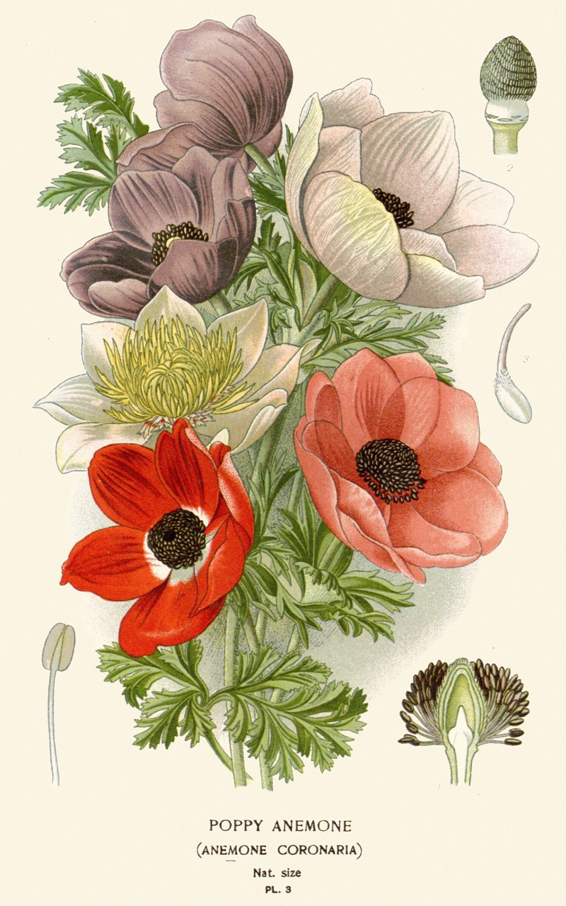 Edward Step - Poppy Anemone