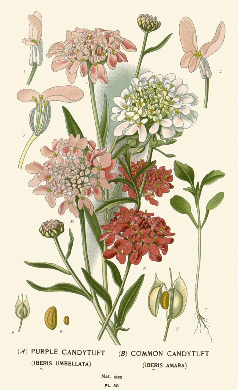 Edward Step - Purple Candytuft, Common Candytuft