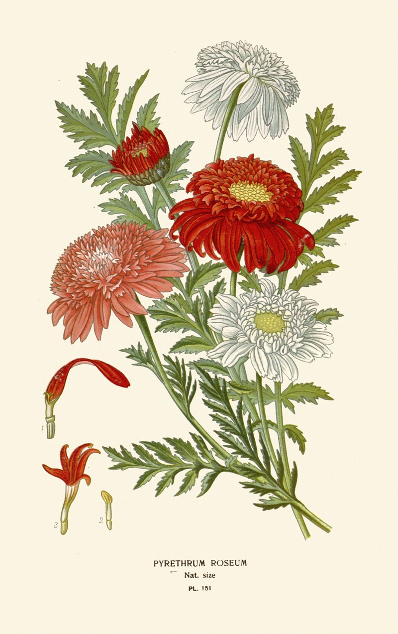 Edward Step - Pyrethrum Roseum