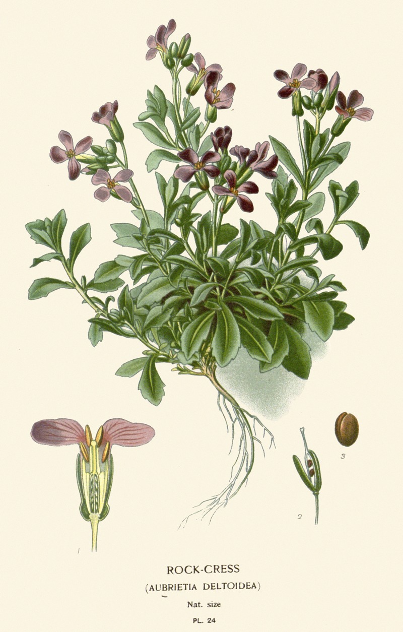 Edward Step - Rock-Cress