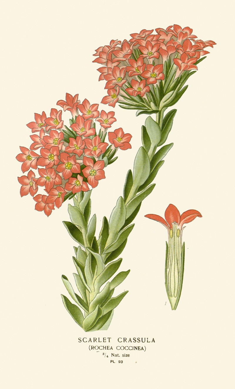 Edward Step - Scarlet Crassula