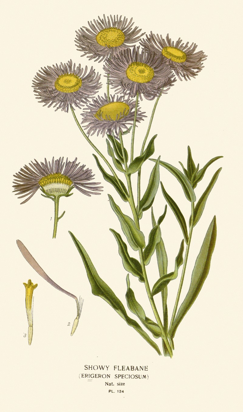 Edward Step - Showy Fleabane