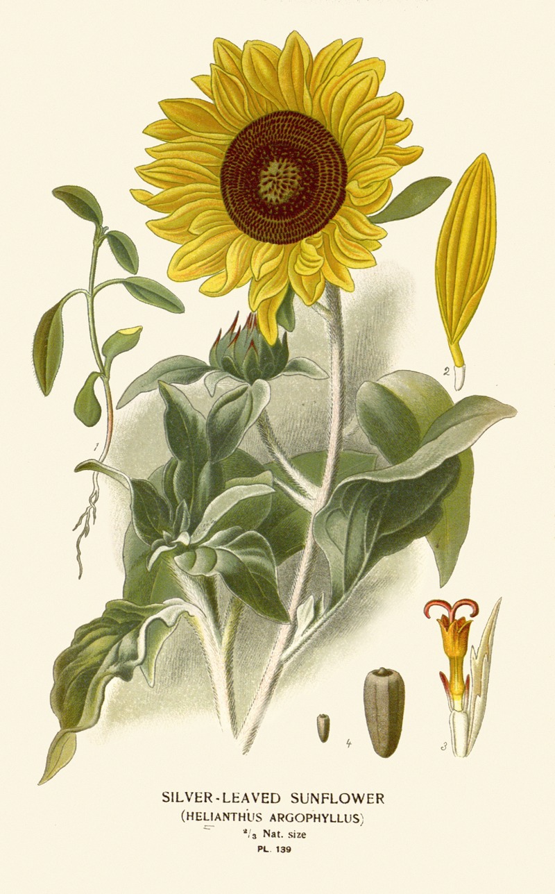 Edward Step - Silver-leaved Sunflower