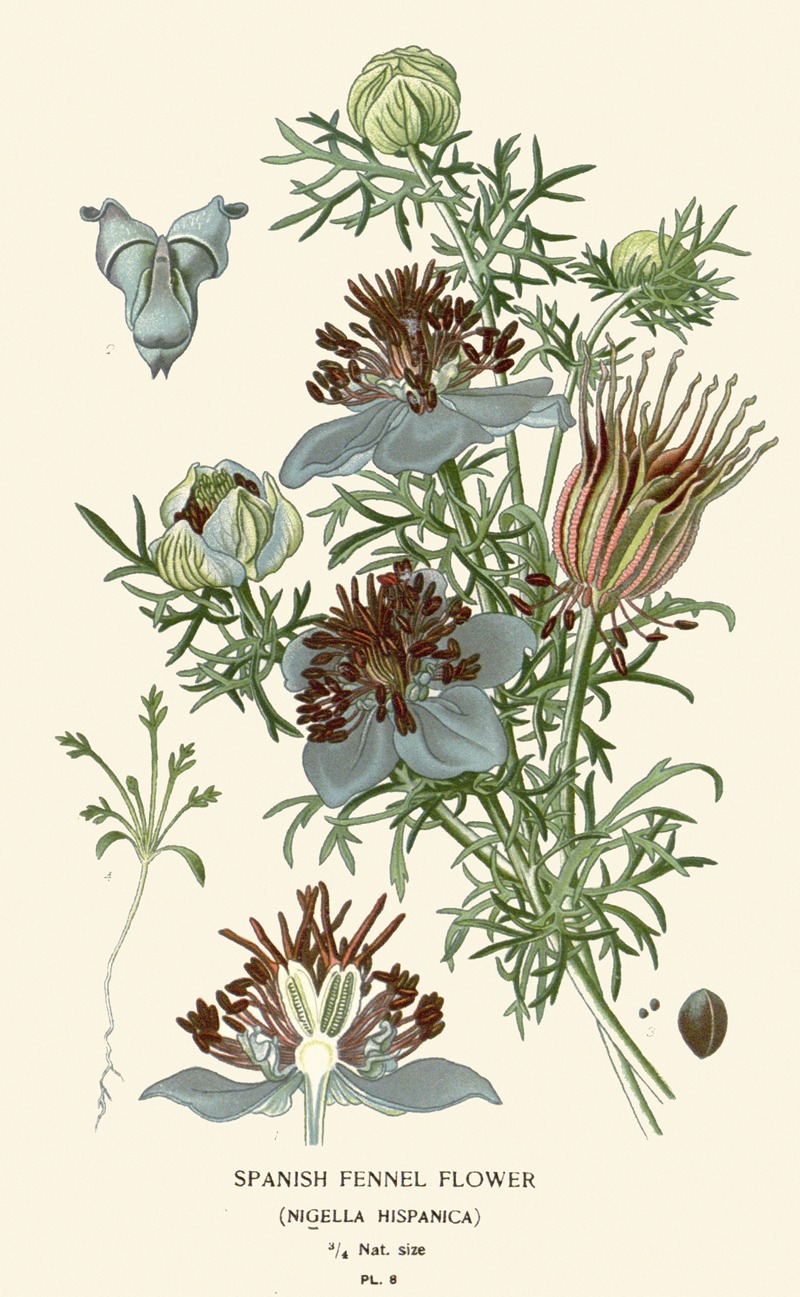 Edward Step - Spanish Fennel Flower