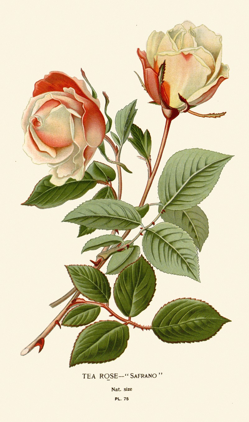 Edward Step - Tea Rose – Safrano
