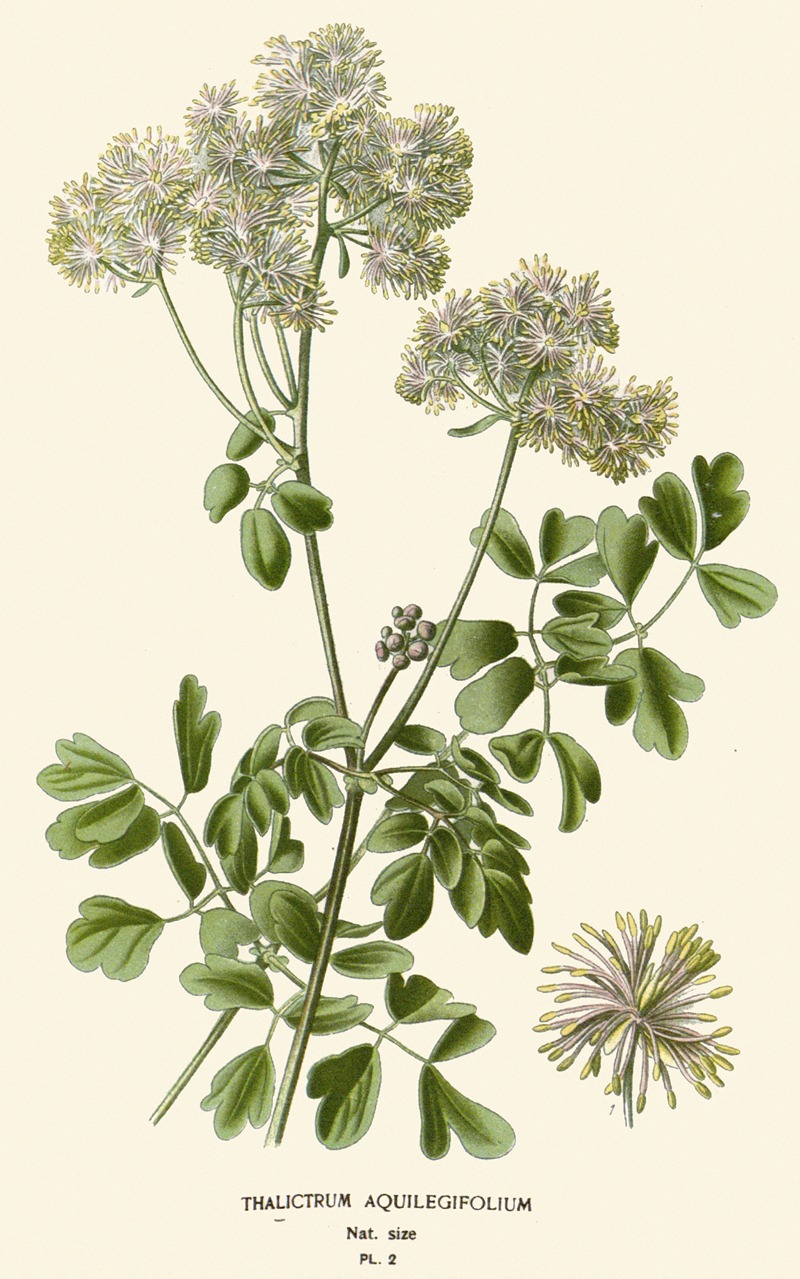 Edward Step - Thalictrum Aquilegifolium