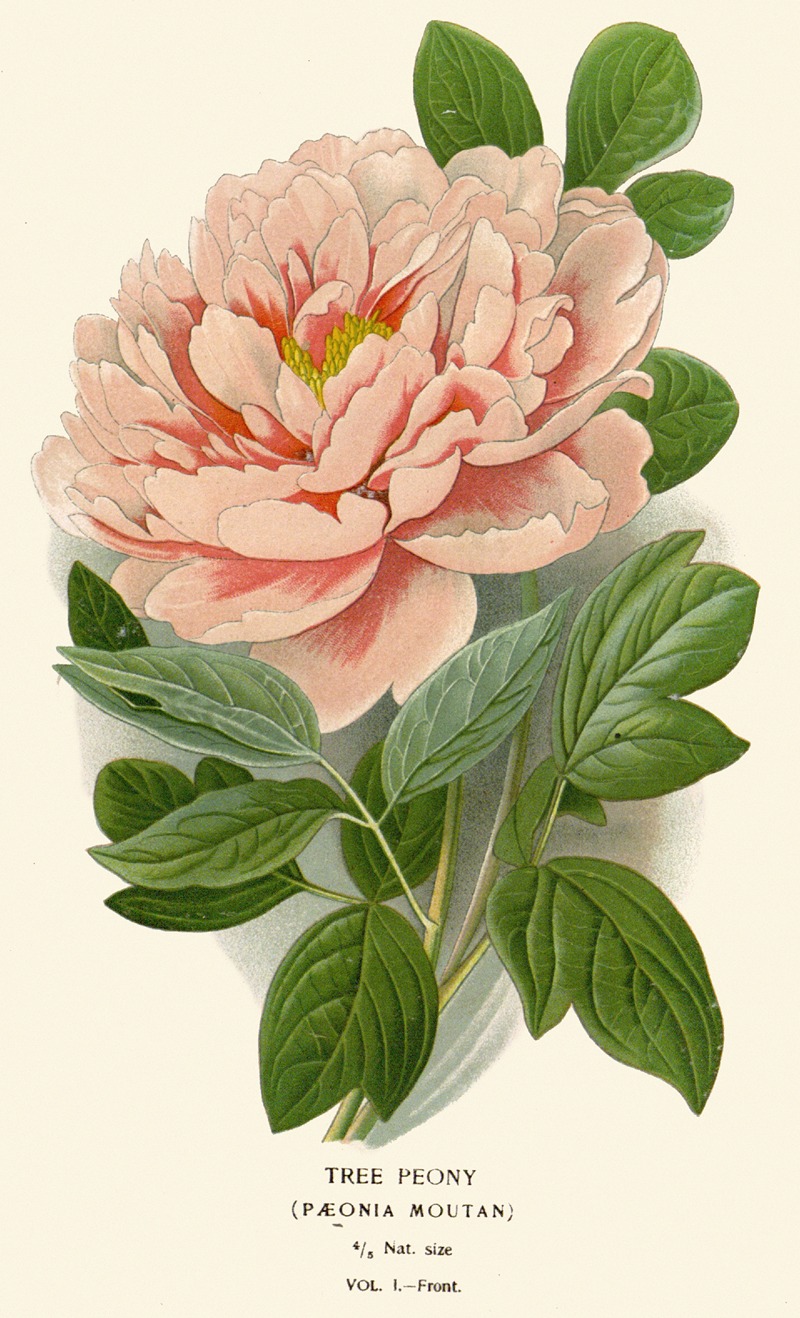 Edward Step - Tree Peony