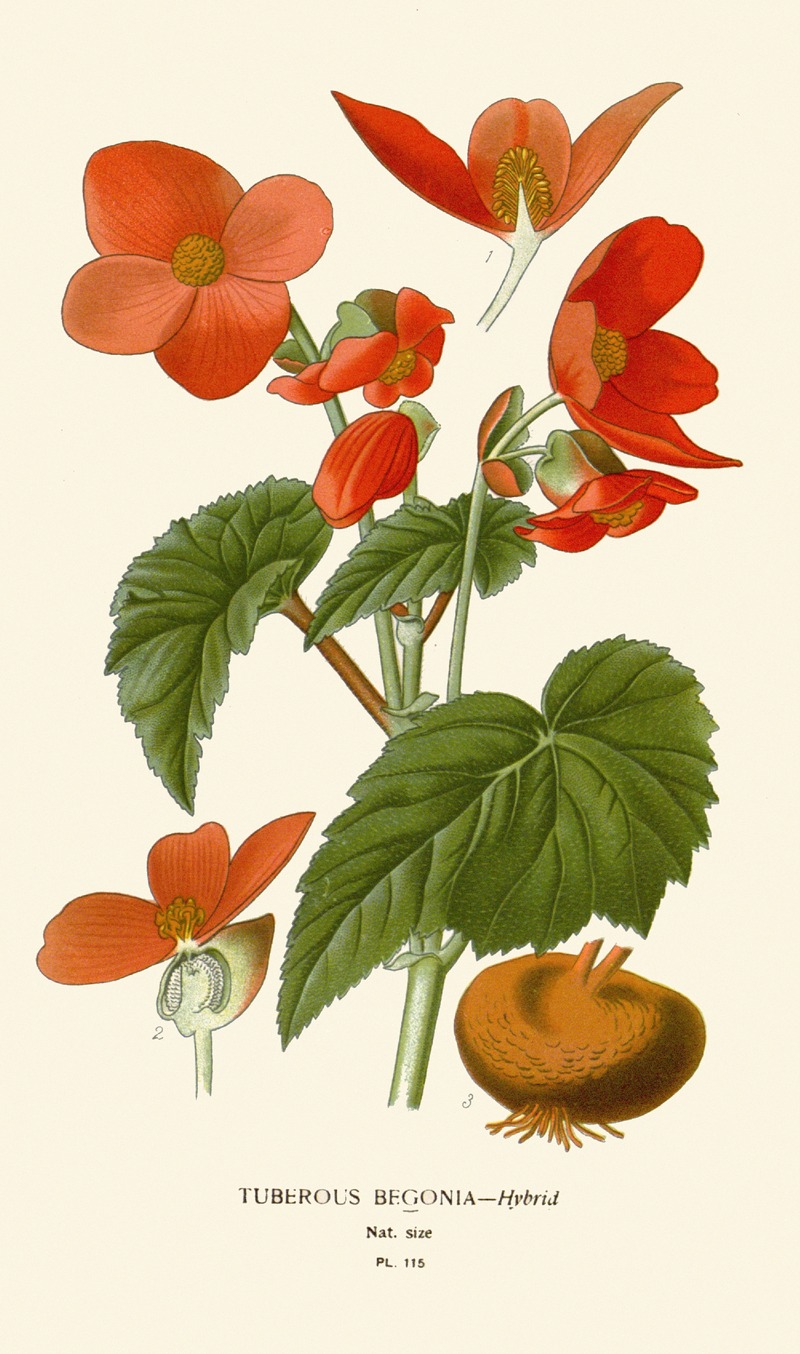 Edward Step - Tuberous Begonia