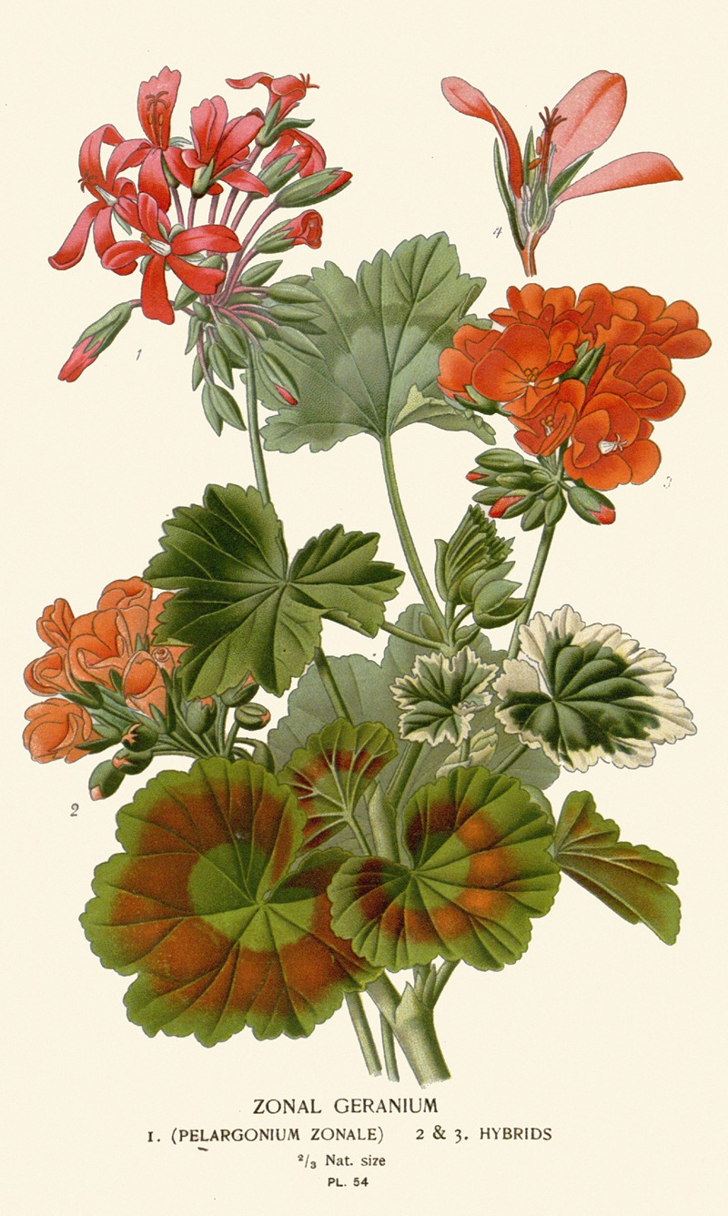 Edward Step - Zonal Geranium