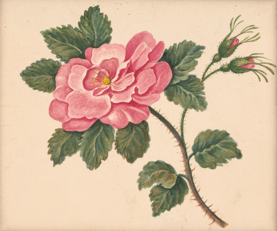 William Wood Thackara - Rose on a stem with leaves and unopened blossoms