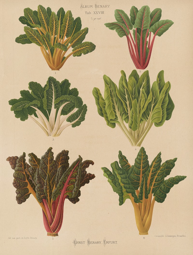 Ernst Benary - Beet or Swiss Chard