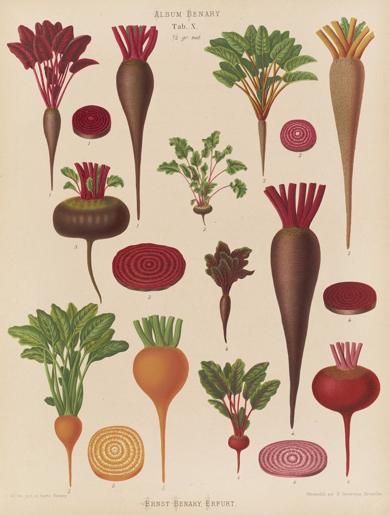 Ernst Benary - Beets