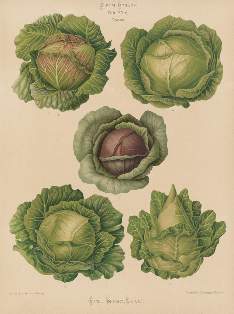 Ernst Benary - Cabbages