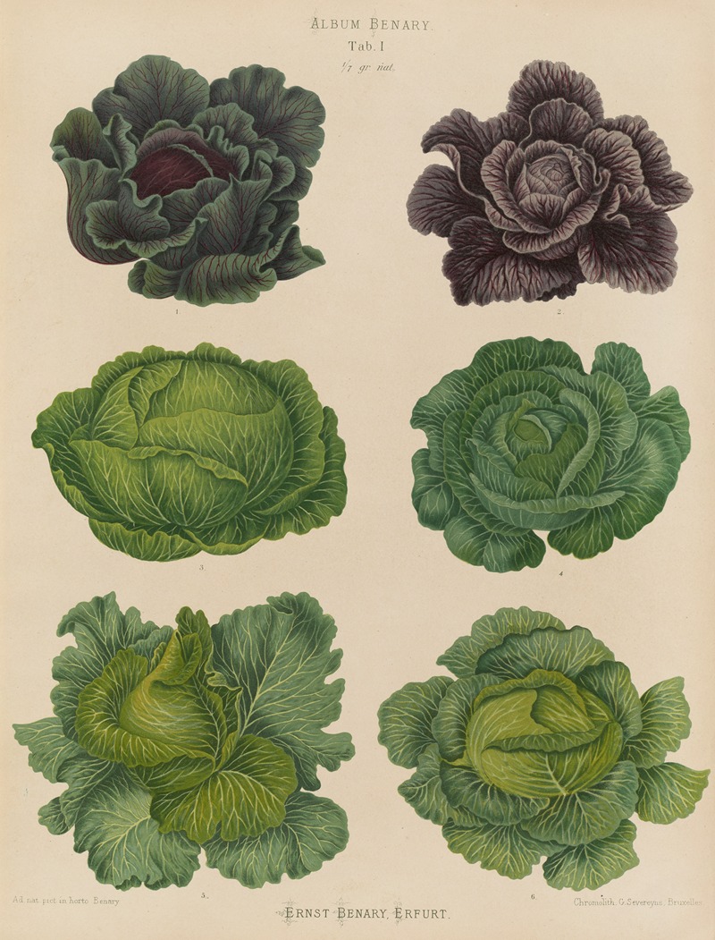 Ernst Benary - Cabbages