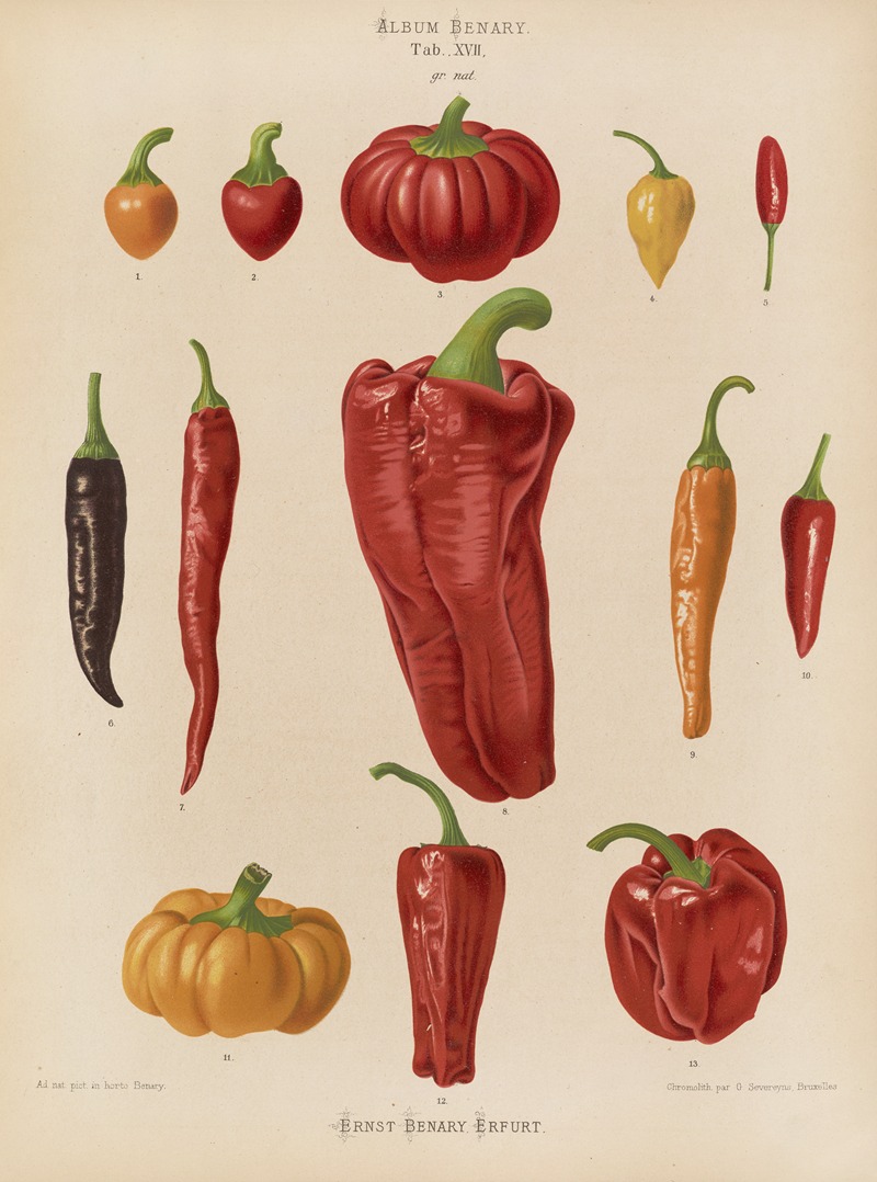 Ernst Benary - Capsicums, or Chili Peppers