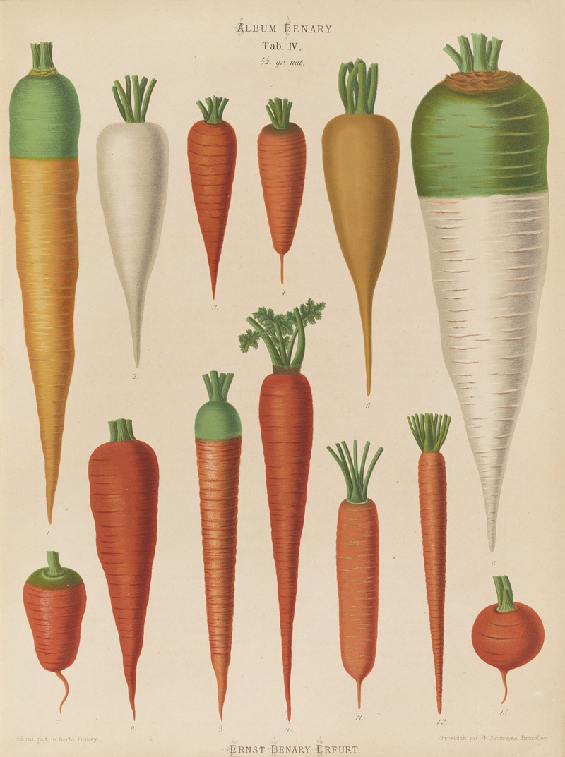 Ernst Benary - Carrots