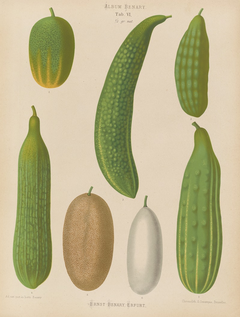 Ernst Benary - Cucumbers