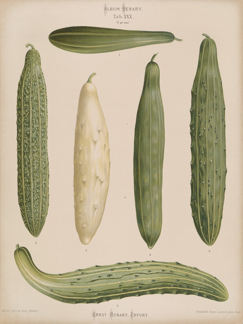 Ernst Benary - Frame Cucumbers