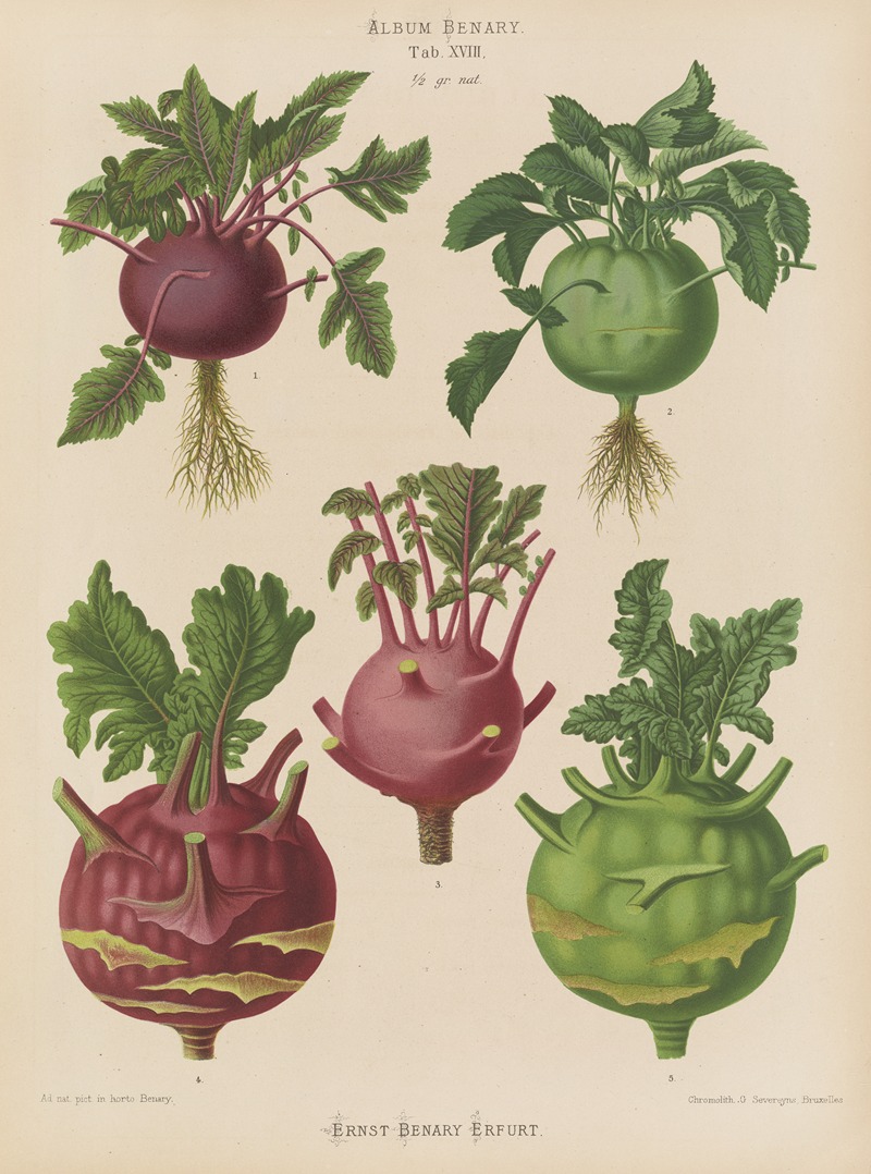 Ernst Benary - Kohl Rabi, or Turnip-rooted Cabbage