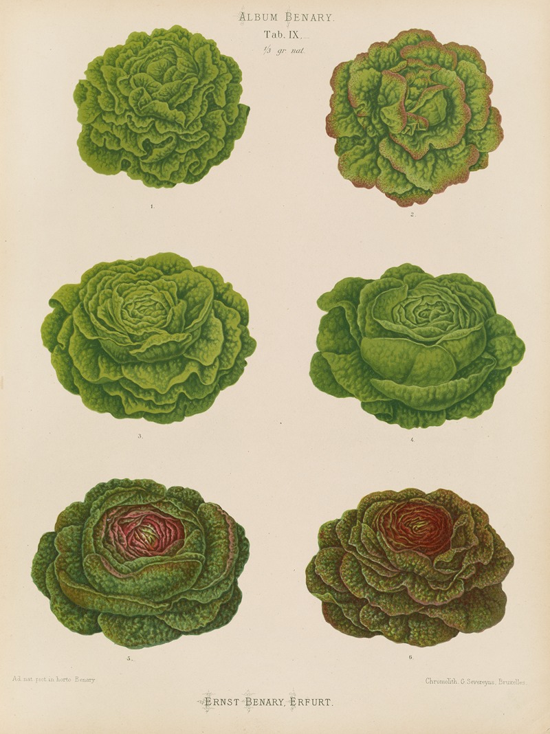 Ernst Benary - Lettuces – Cabbage Varieties