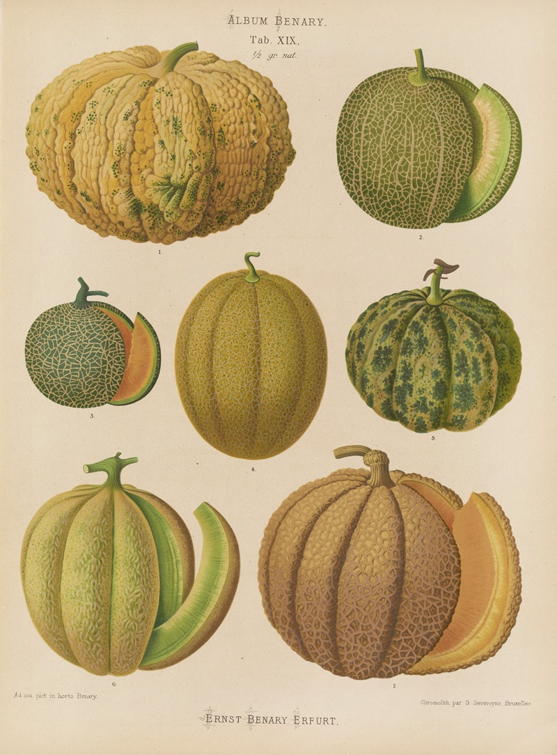 Ernst Benary - Melons