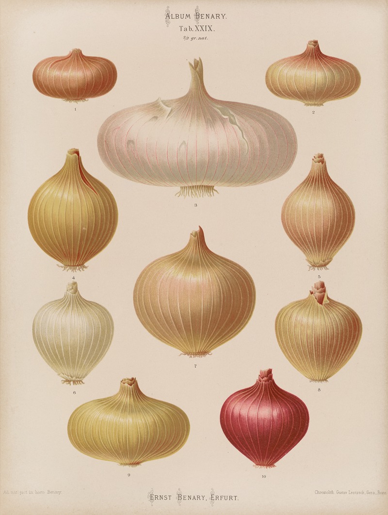 Ernst Benary - Onions