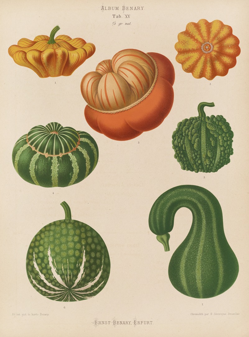 Ernst Benary - Ornamental Gourds