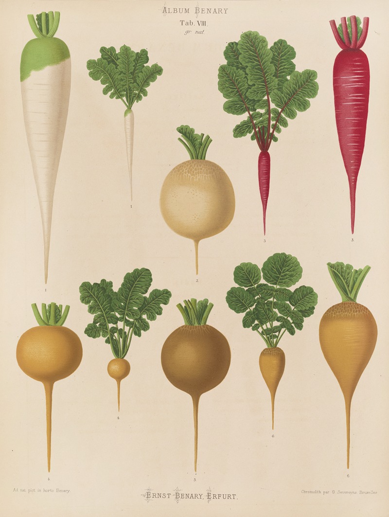 Ernst Benary - Radishes