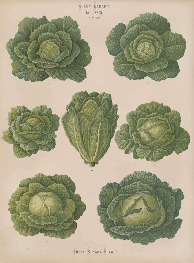 Ernst Benary - Savoy Cabbages