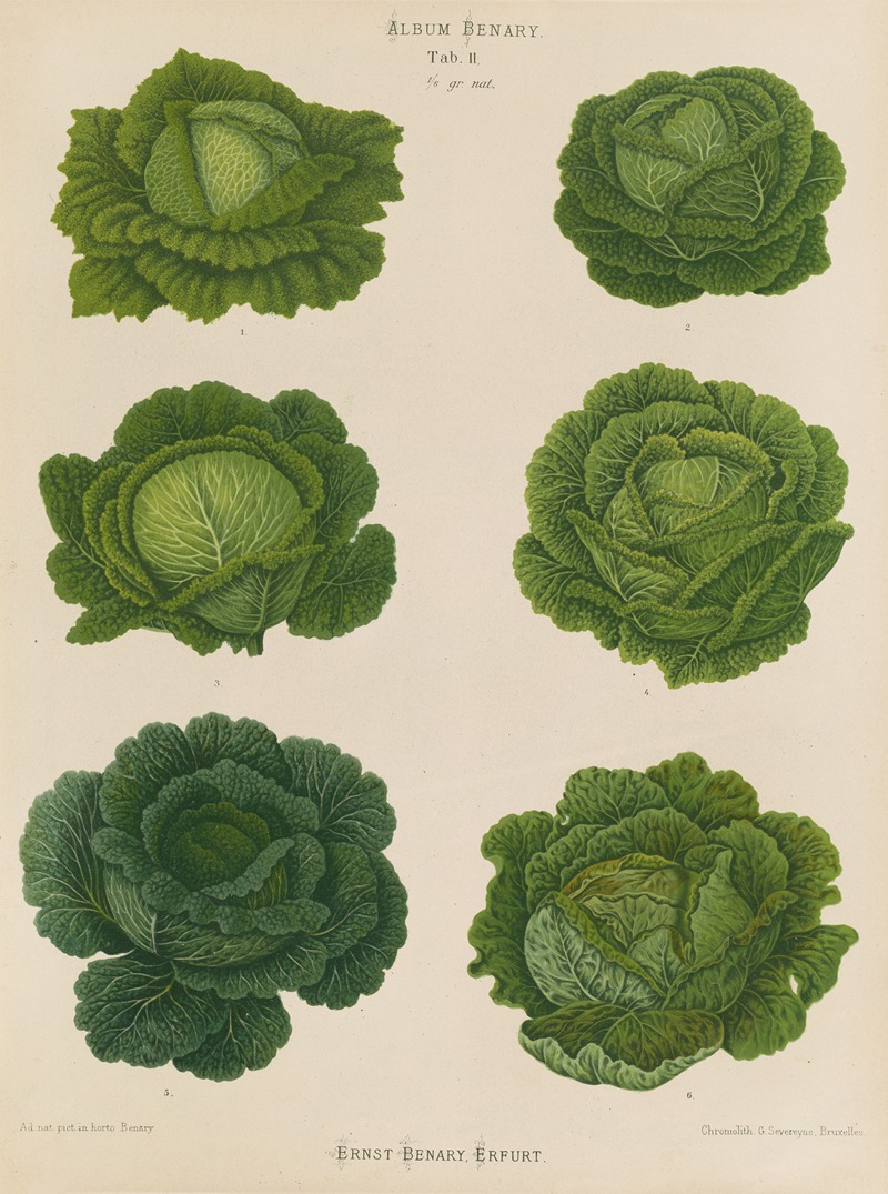 Ernst Benary - Savoy Cabbages