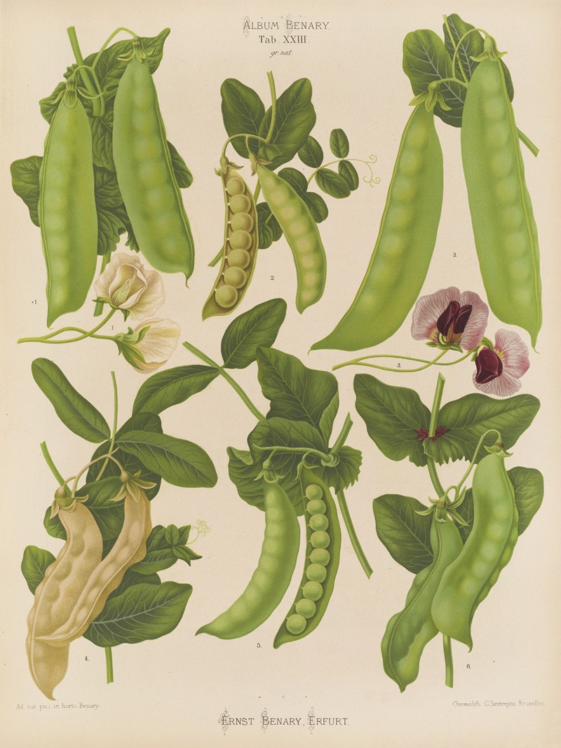 Ernst Benary - Sugar, or Edible-podded Peas