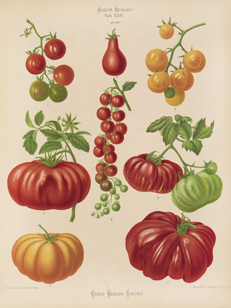Ernst Benary - Tomatoes, or Love-Apples