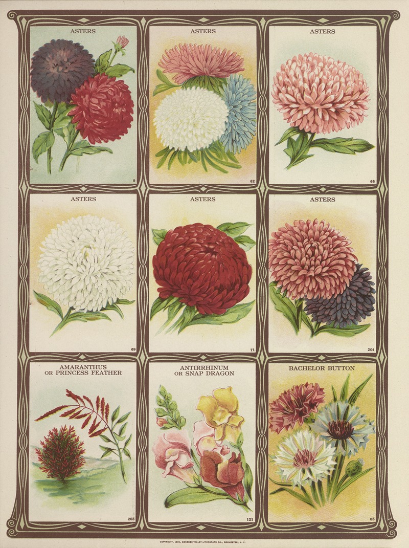 Genesee Valley Lithograph Co. - Asters, Amaranthus, Antirrhinum, Bachelor Button