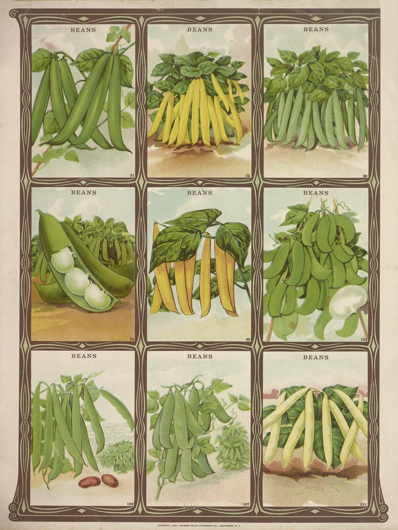 Genesee Valley Lithograph Co. - Beans