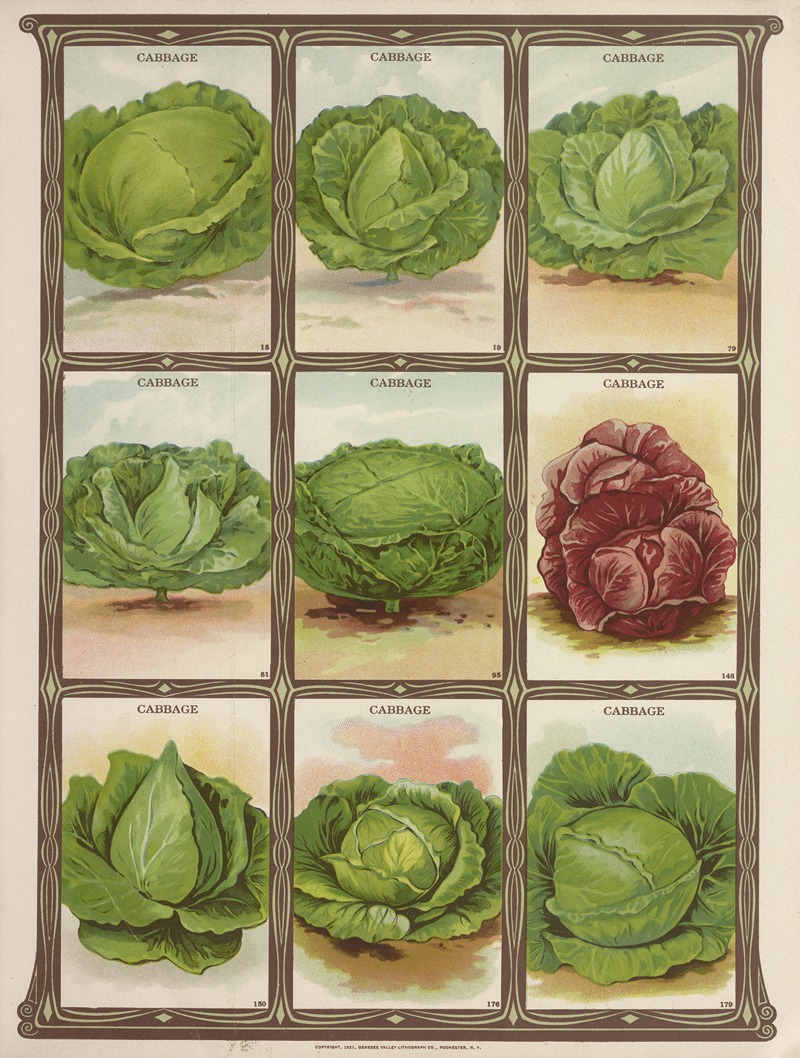 Genesee Valley Lithograph Co. - Cabbage