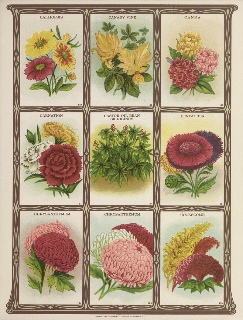 Genesee Valley Lithograph Co. - Calliopsis, Canary vine, Canna, Carnation…..