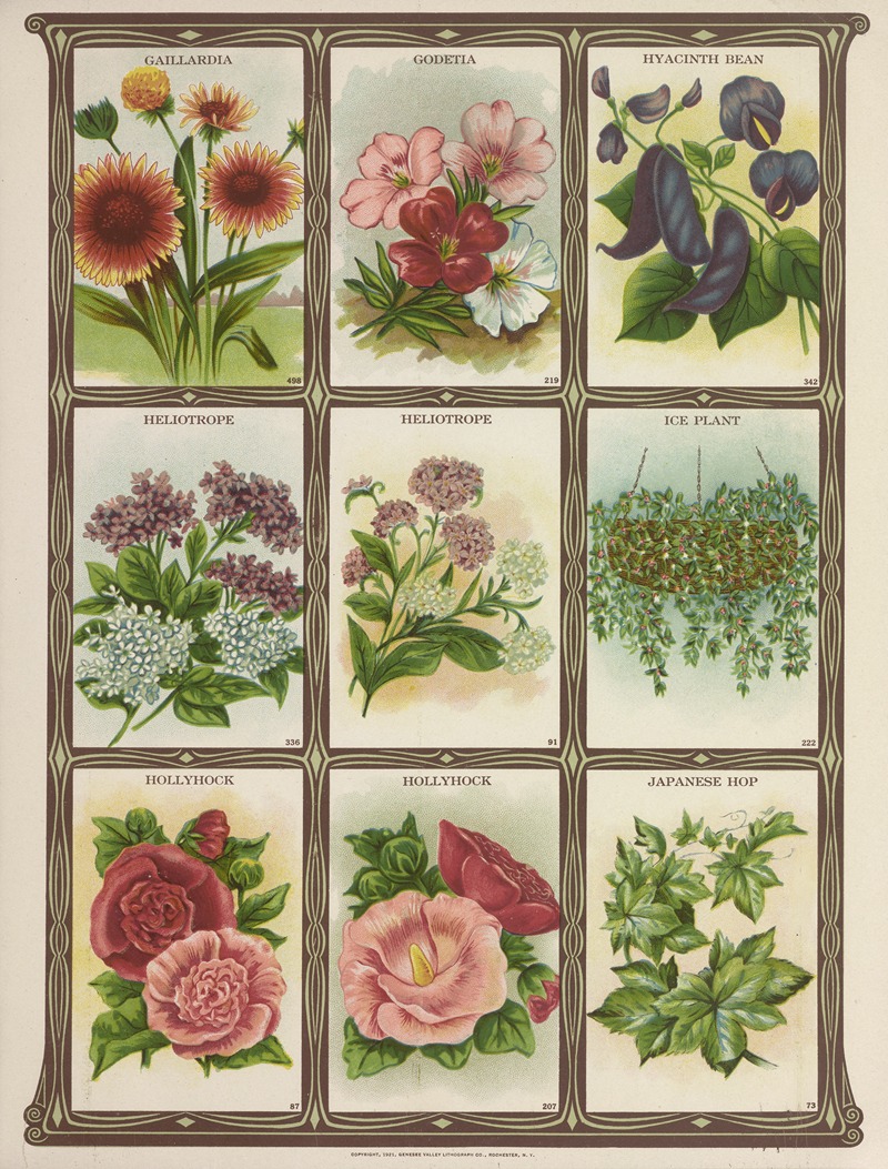 Genesee Valley Lithograph Co. - Gaillardia, Godetia, Hyacinth Bean, Heliotrope….