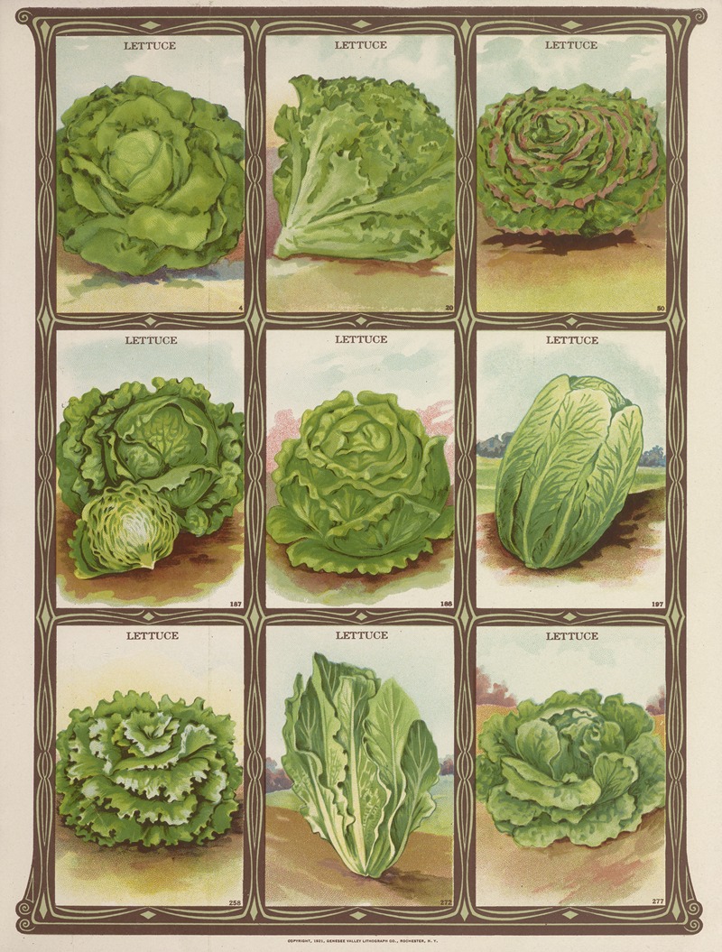 Genesee Valley Lithograph Co. - Lettuce