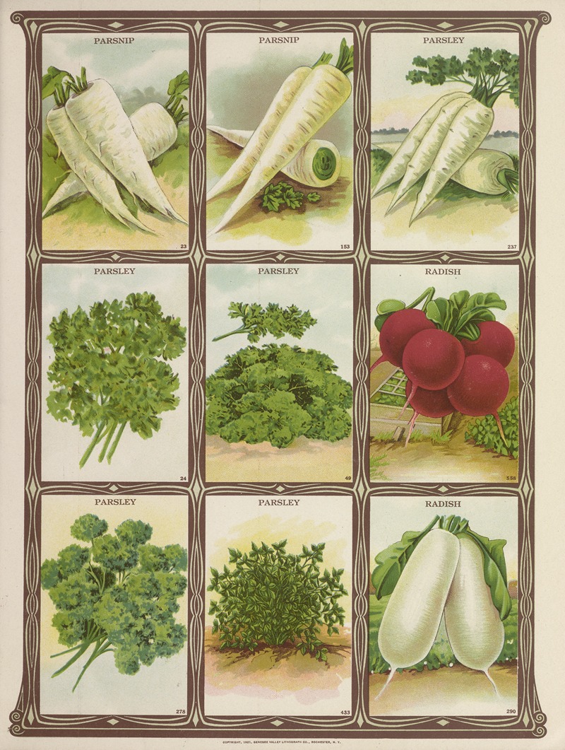 Genesee Valley Lithograph Co. - Parsnip, Parsley, Radish