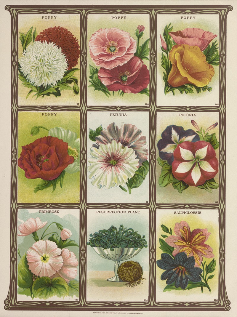 Genesee Valley Lithograph Co. - Poppy, Petunia, Primrose….