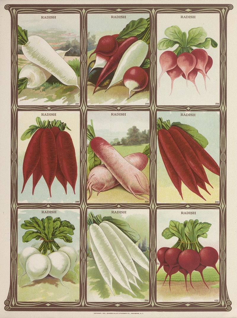 Genesee Valley Lithograph Co. - Radish