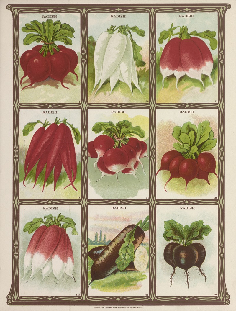 Genesee Valley Lithograph Co. - Radish