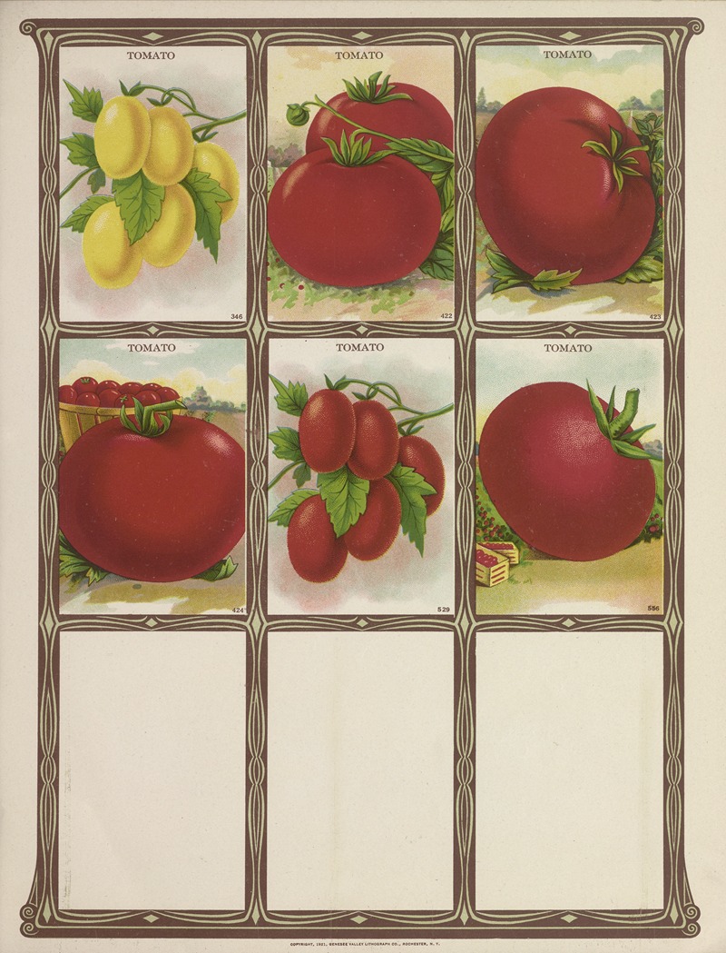 Genesee Valley Lithograph Co. - Tomato