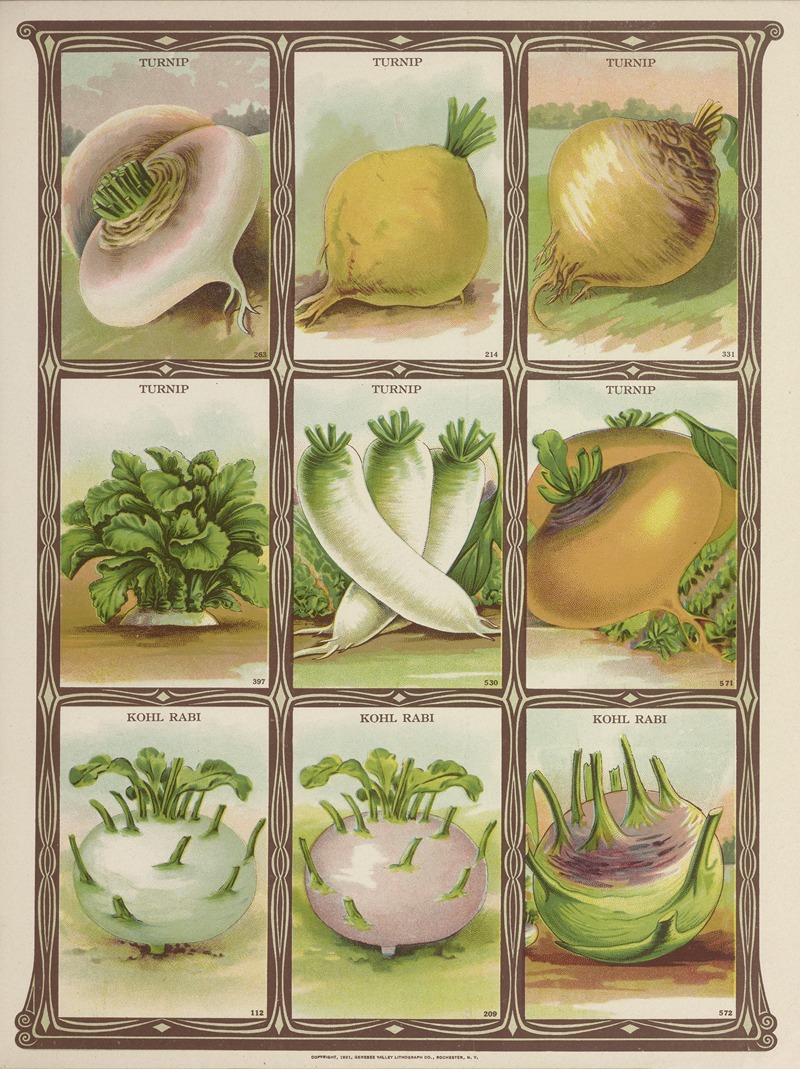 Genesee Valley Lithograph Co. - Turnip, Kohl Rabi