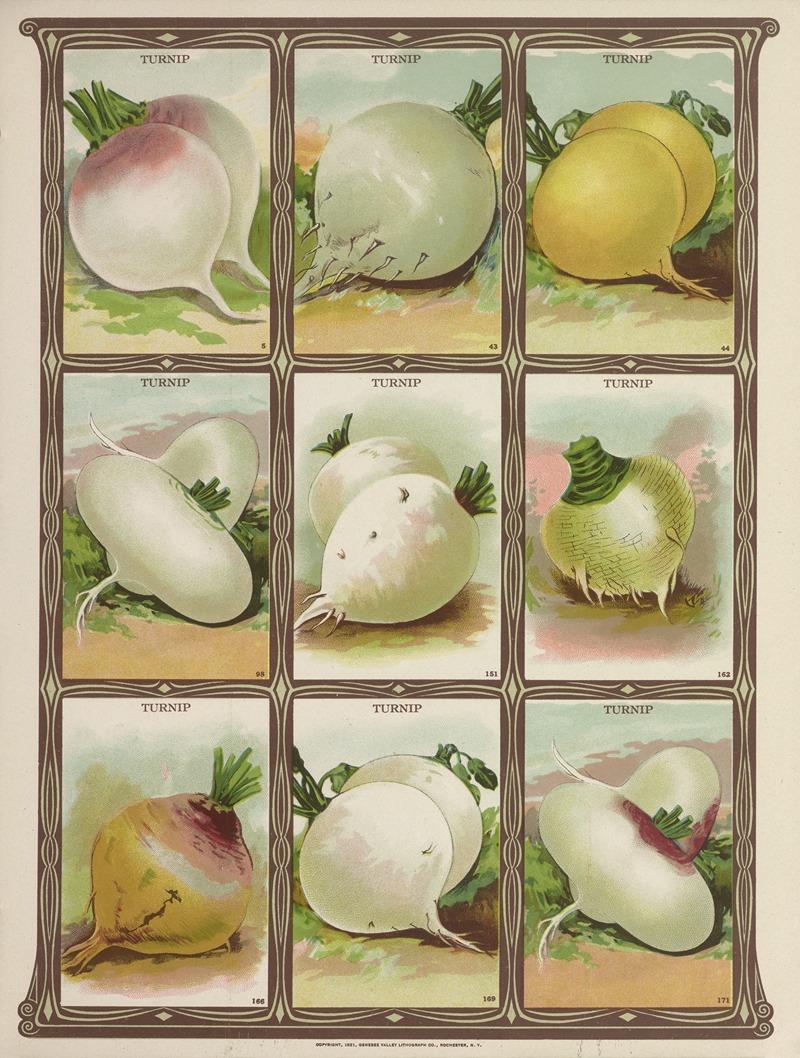 Genesee Valley Lithograph Co. - Turnip