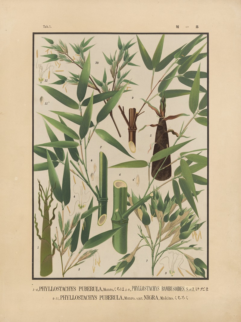 Yasuyoshi Shirasawa - Icones of the bamboos of Japan – Nihon chikurui zufu Pl.01