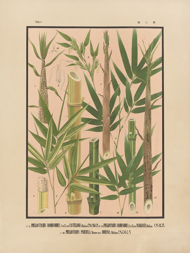 Yasuyoshi Shirasawa - Icones of the bamboos of Japan – Nihon chikurui zufu Pl.02